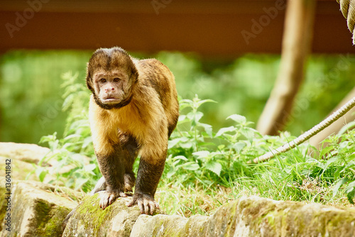 Capuchin monkey photo