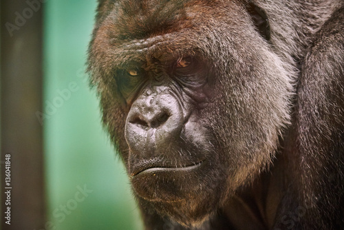 Tableau sur toile silverback gorilla