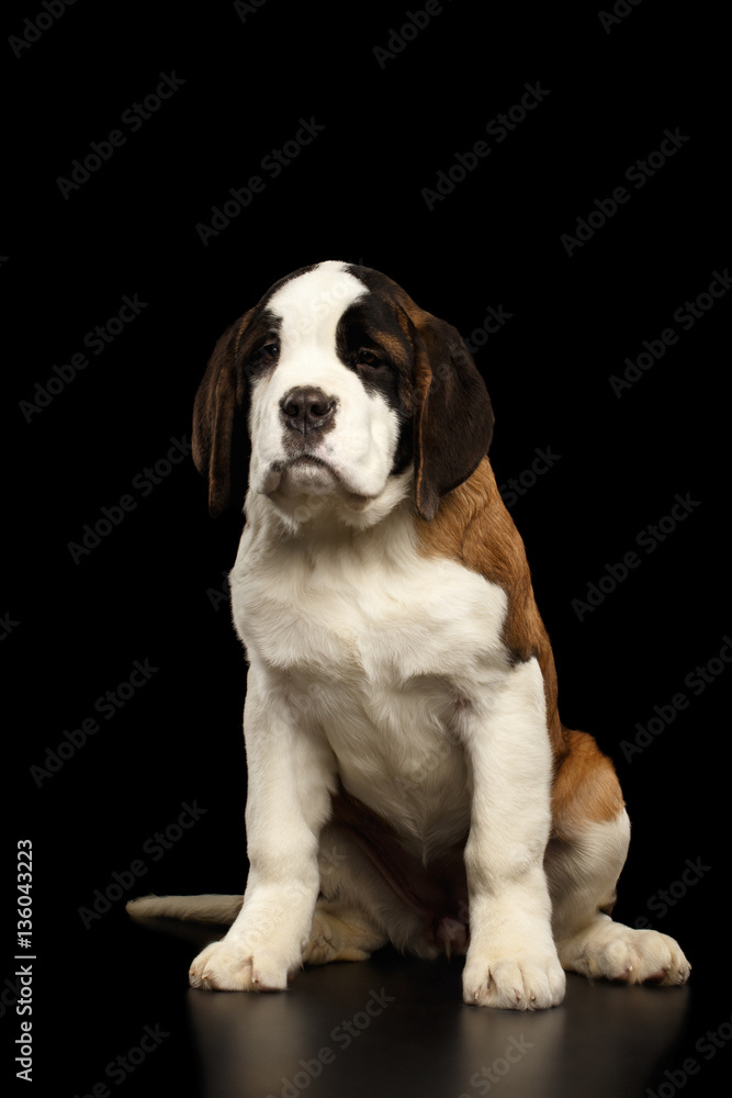 Gorgerous Saint Bernard Puppy Sitting and waiting on Isolated Black Background, Front view Gorgerous Saint Bernard Puppy Sitting and waiting on Isolated Black Background, Front view