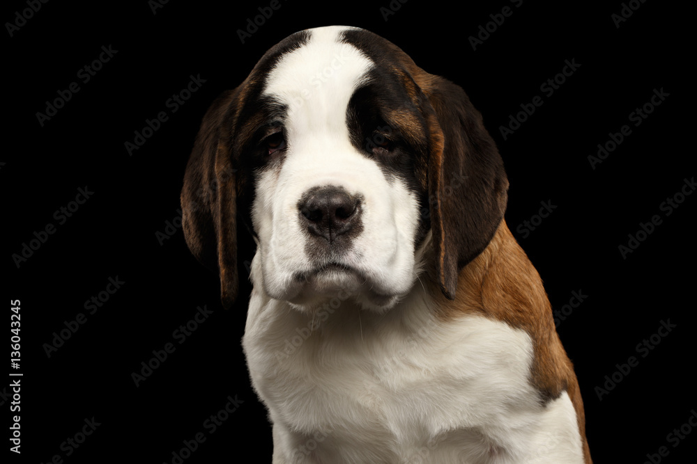 Close-up Portrait of Unhappy Saint Bernard Puppy Looks down Sadly on Isolated Black Background, Front view