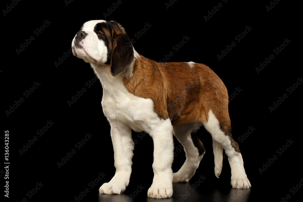 Gorgerous Saint Bernard Puppy Standing and Sniffing on Isolated Black Background, side view