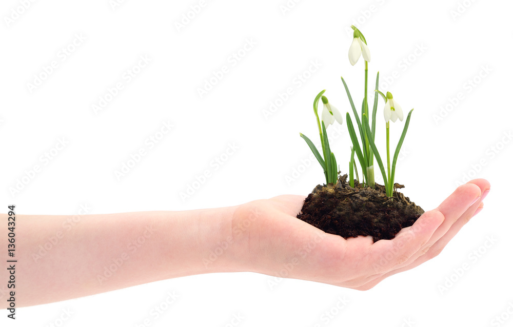 Hand holding a snowdrop sprout Hand holding a snowdrop sprout
