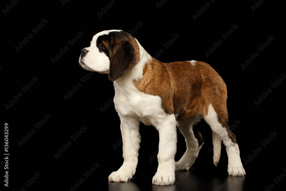 Gorgerous Saint Bernard Puppy Standing on Isolated Black Background, side view Gorgerous Saint Bernard Puppy Standing on Isolated Black Background, side view