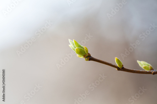 Fresh young greenery leaves. Spring time and new life concept. Soft focus, macro view shallow depth field photo
