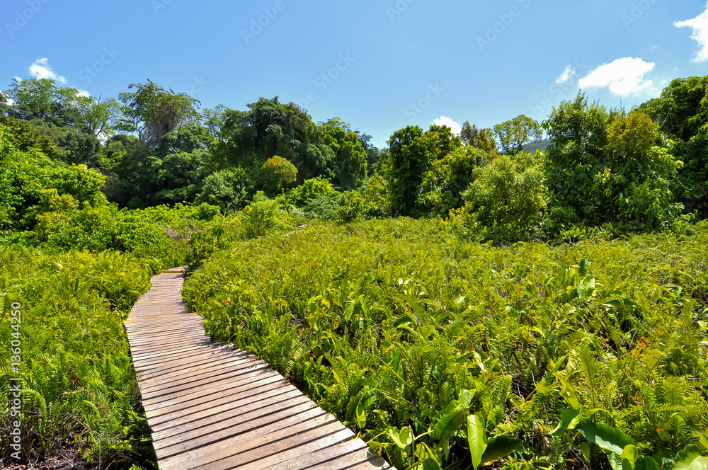 Nature trails in Krabi, Thailand