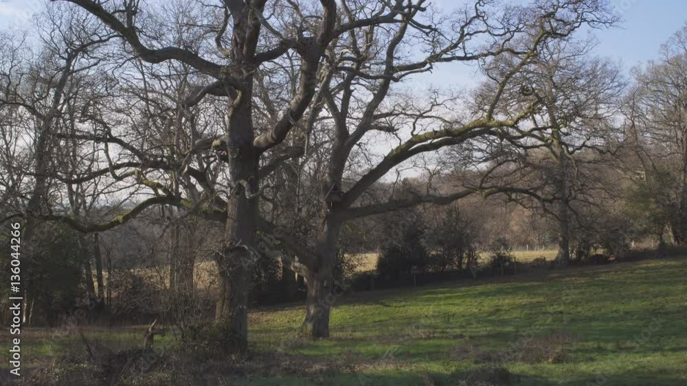 English Countryside near London. Early spring beech wood. Copy space background. Old trees in the meadow. English Countryside near London. Early spring beech wood. Copy space background. Old trees in the meadow.