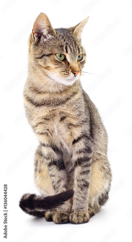 Obraz premium Kitten on white background.