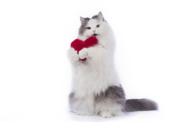 Fluffy cat congratulates St. Valentine's Day