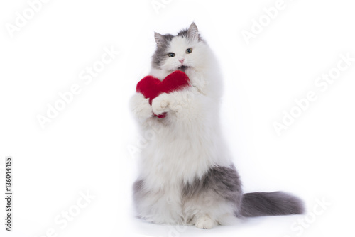 Fluffy cat congratulates St. Valentine's Day