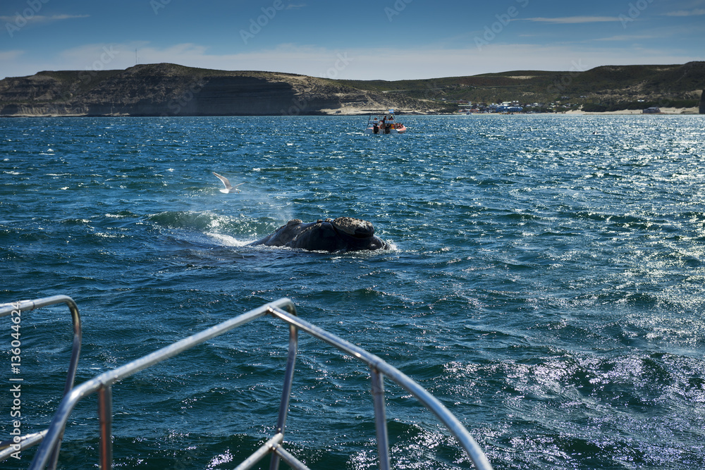 Obraz premium Southern Right Whale in the Valdes Peninsula in Argentina; Concept for travel in Argentina and Whale Watching