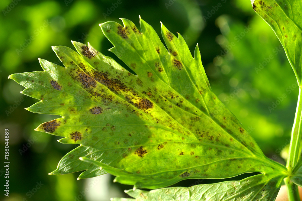 Septoria disease on the leaves of celery / Septoria apiicola - obrazy, fototapety, plakaty 