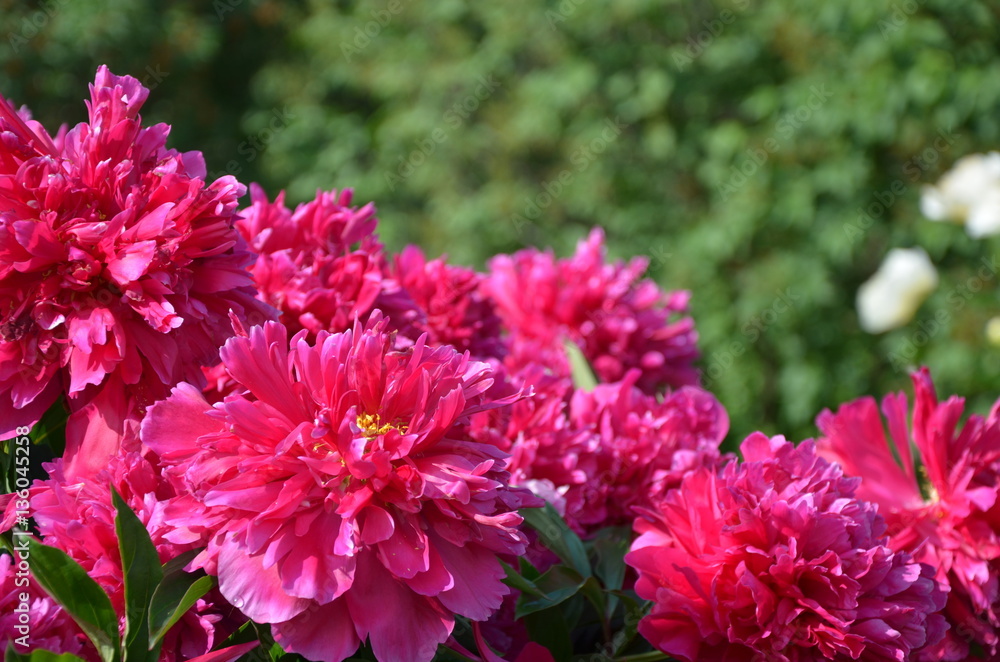 Many beautiful gentle pink peony flowers in summer Many beautiful gentle pink peony flowers in summer