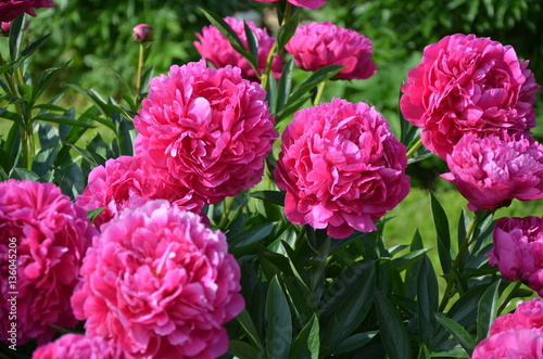 Beautiful gentle pink peony flowers in the garden 