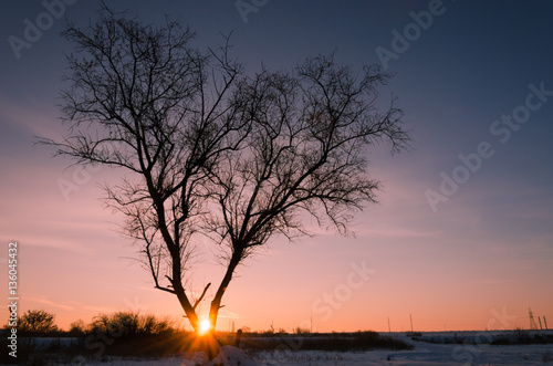 Tree in snow scene with dramatic sunset.