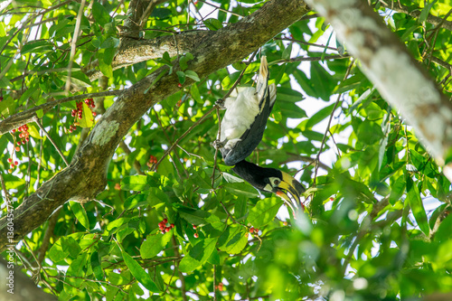 Hornbill Smack on the Tree © Framenism