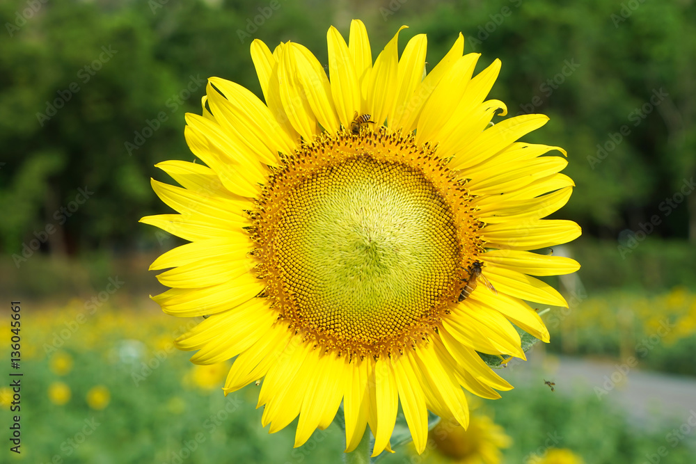 sunflower garden.sunflowers have abundant health benefits. sunflower garden.sunflowers have abundant health benefits.