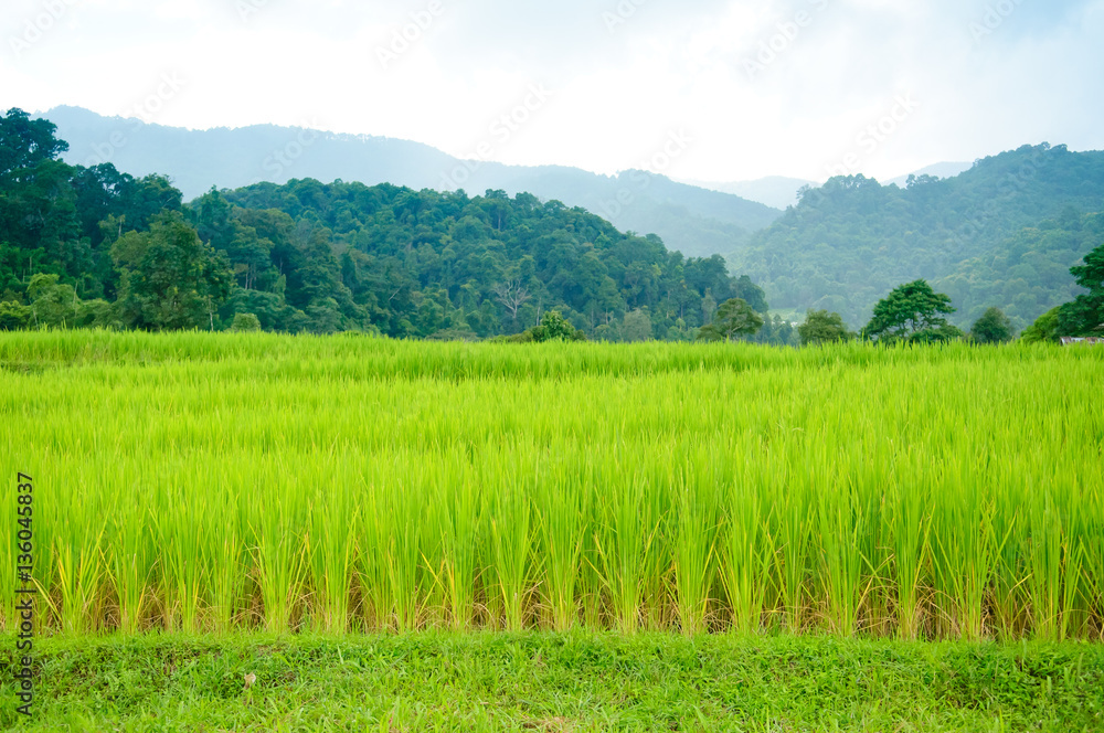 Young terrace rice plantation in a Karen village, Thailand Young terrace rice plantation in a Karen village, Thailand