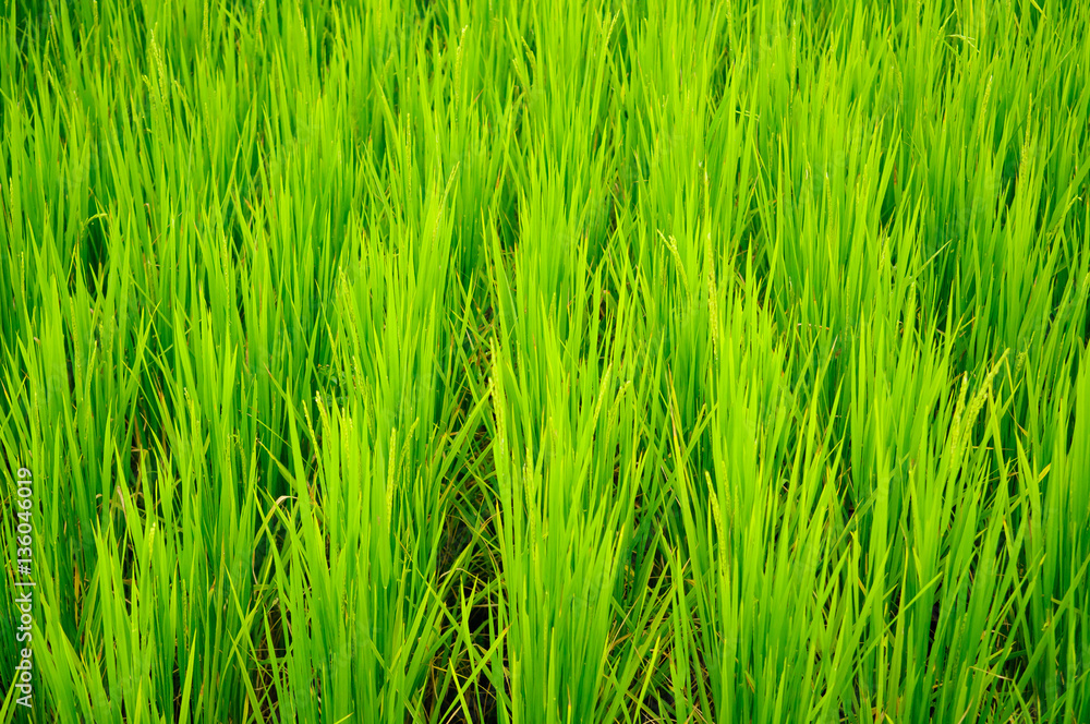 Obraz premium Young terrace rice plantation in a Karen village, Thailand