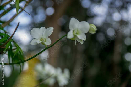 Little White Flower in the Wild