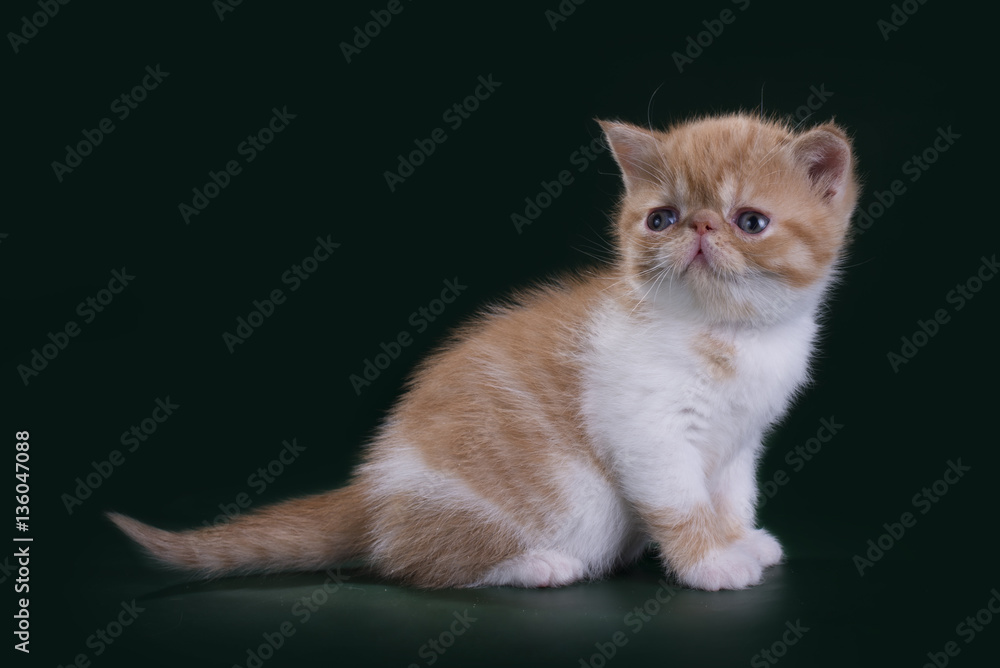 funny kitten on a background isolated