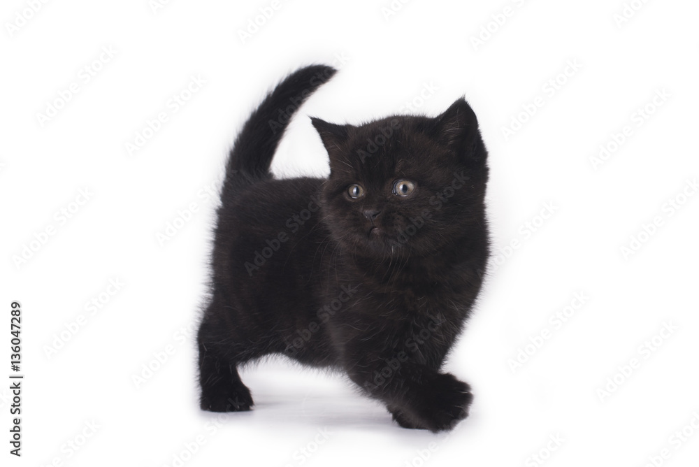 funny kitten on a background isolated funny kitten on a background isolated