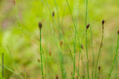 Green Plants Freshness