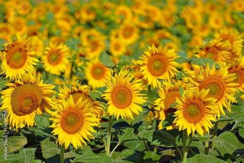 Fototapeta Naklejka Na Ścianę i Meble -  Sunflowers in a field, beauty in nature