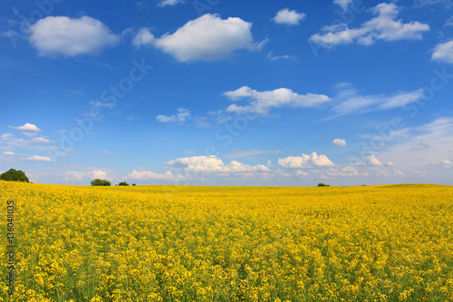 Beautifully yellow oilseed rape flowers in the field, blue sky and clouds background, landscape