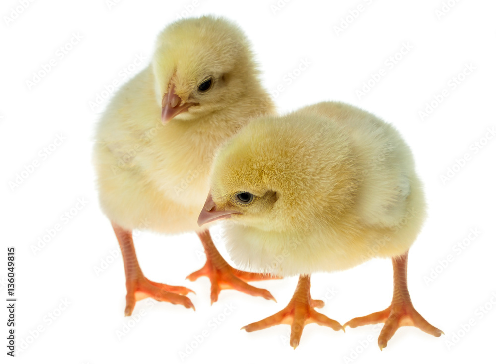 Obraz premium two small yellow chicks