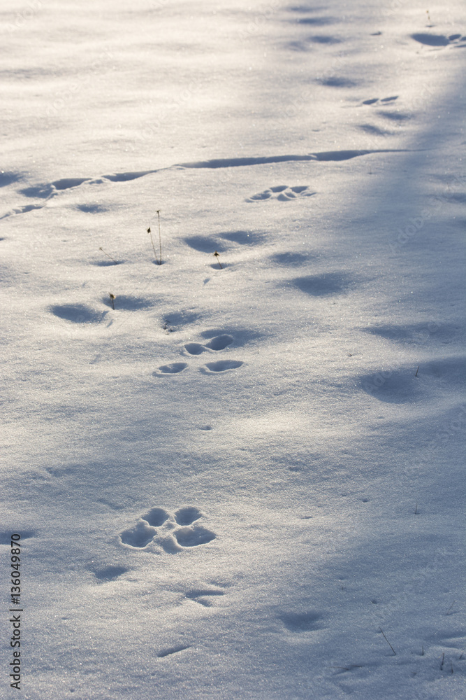 Hare tracks in the snow. Hare tracks in the snow.