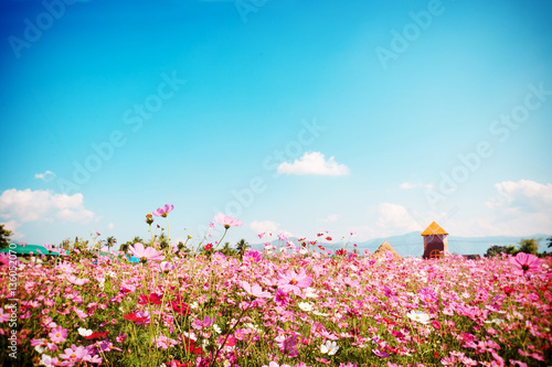 Landscape nature background of beautiful pink and red cosmos flower field with blue sky.
