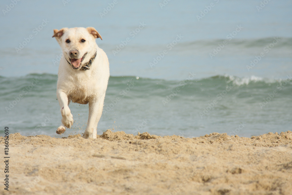 A beautiful and healthy labrador retriever dog playing on the beach A beautiful and healthy labrador retriever dog playing on the beach