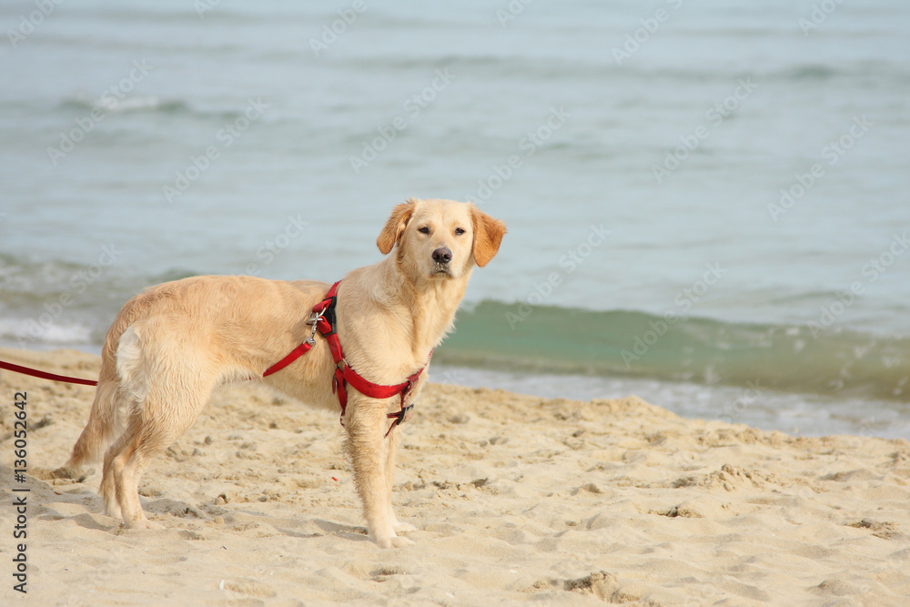 A beautiful, cute and cuddly golden retriever dog on the beach A beautiful, cute and cuddly golden retriever dog on the beach