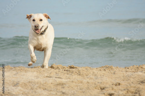 A beautiful and healthy labrador retriever dog playing on the beach