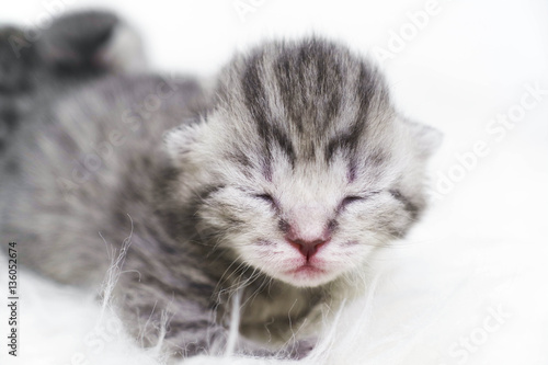 Newborn kittens striped. Blind kittens British, Scottish cat