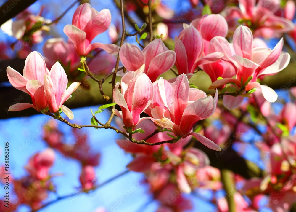 Obraz premium Spring flowers, Magnolia tree blossoms 