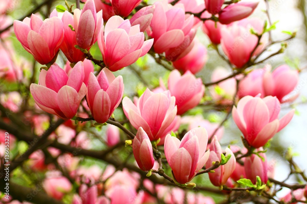 Obraz premium Magnolia pink flowers, spring blossoming tree