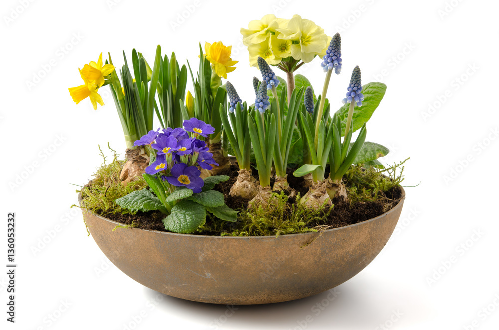 Blumenschale mit Frühlingsblumen Blumenschale mit Frühlingsblumen
