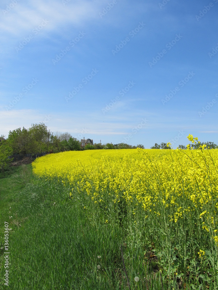 View on the roadside yellow field of colza and blue sky