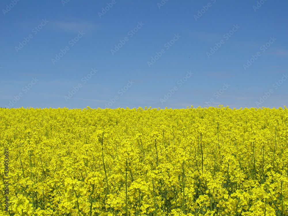 Yellow-blue background of blue sky and bright yellow flowers colza