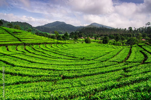 Tea Plantation