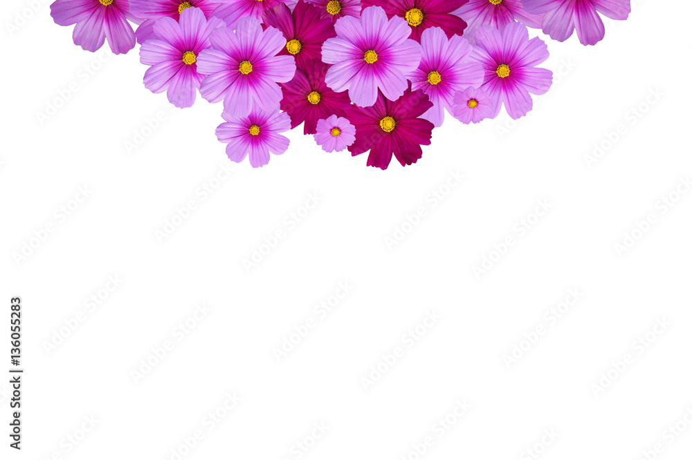 Flower Isolated on white background. Pink Flowers frames on white background.