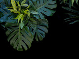 Tropical forest plants green leaves on black background, fern, monstera, and dracaena the tropic houseplant.
