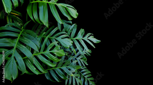Fototapeta Naklejka Na Ścianę i Meble -  Green leaves of Monstera philodendron plant growing in wild, the tropical forest vine plant on black background.