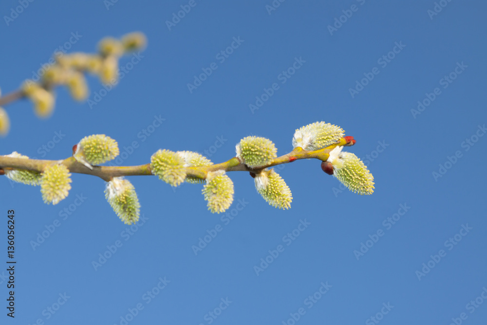 Fototapeta premium Willow Catkins Against Blue Sky