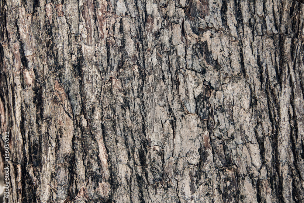 tree texture tree texture