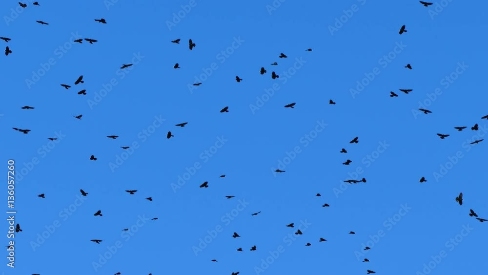 Flock of birds - close up. UHD.