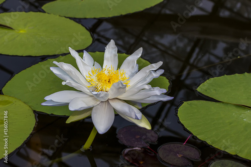 Beautiful Lotus in the pool