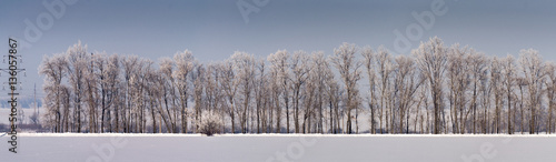Trees line © Konstantin