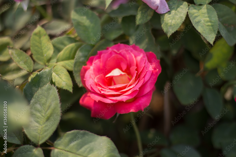 Roses in valentines day.